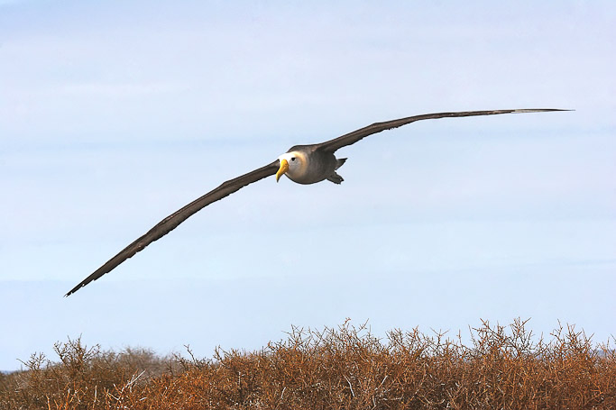Albatros des Galápagos Phoebastria irrorata, endémique - Isla Española
