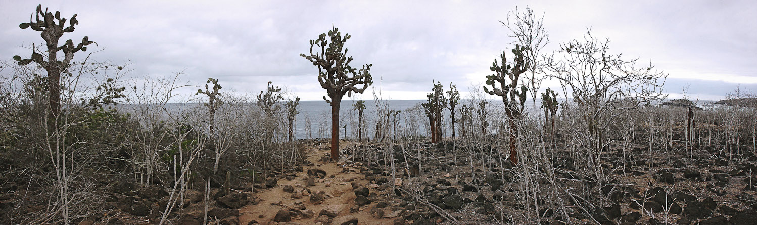 Cactus Opuntia galapageia var. gigantea, endémique - Isla Santa Fé
