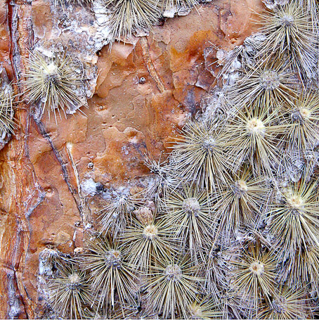 Cactus Opuntia galapageia var. gigantea, endémique - Isla Santa Cruz