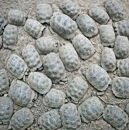 Jeunes tortues géantes Geochelone nigra, endémique - Isla Santa Cruz