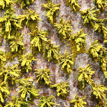 Lichens - Isla Genovesa