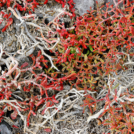 Succulentes Sesuvium edmonstonei, endémique - Isla Sombrero Chino